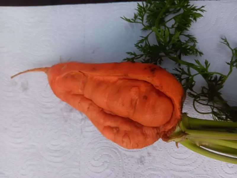 Maribyrnong Edible Garden — photo 7