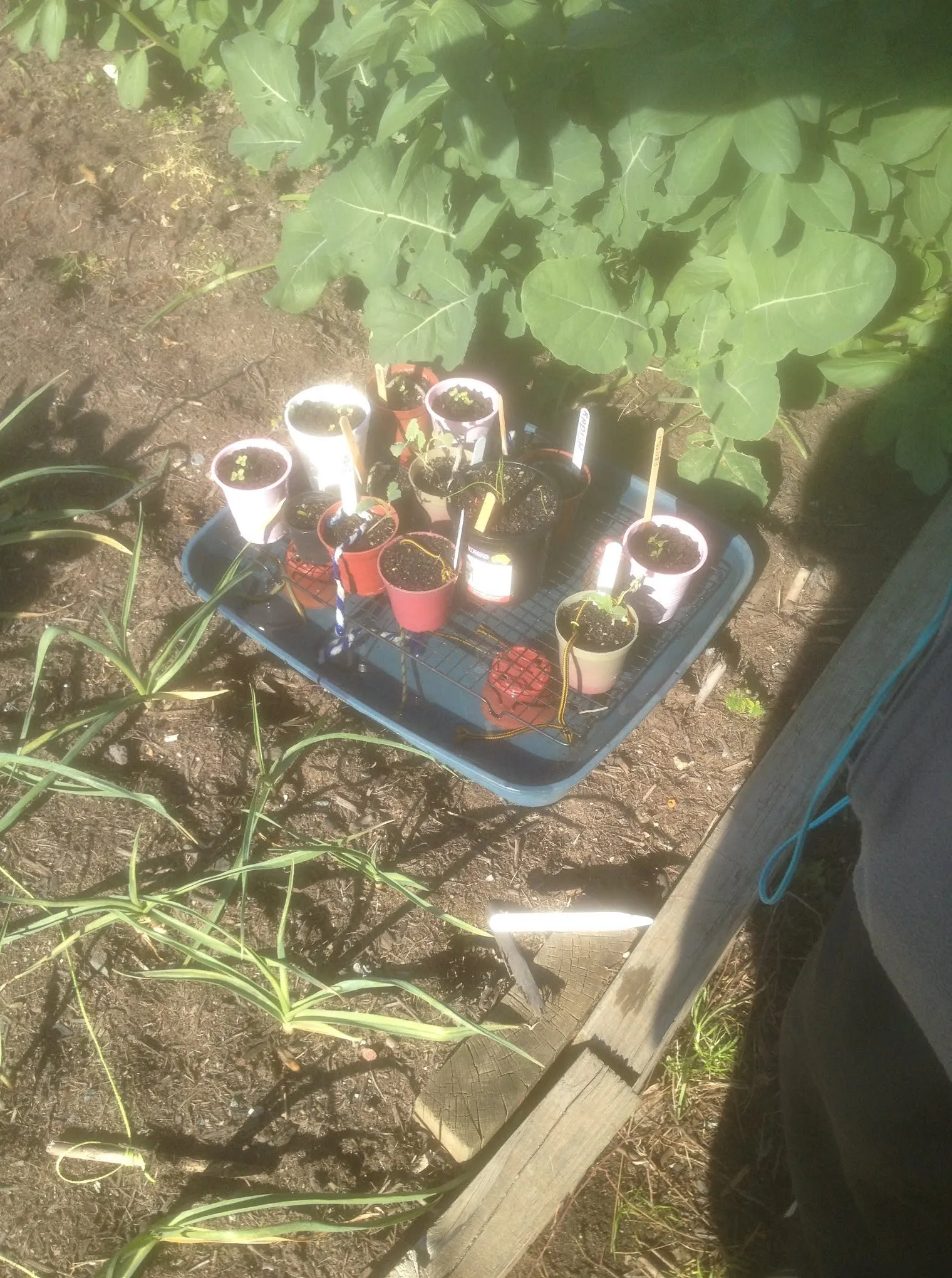 Maribyrnong Edible Garden — photo 44