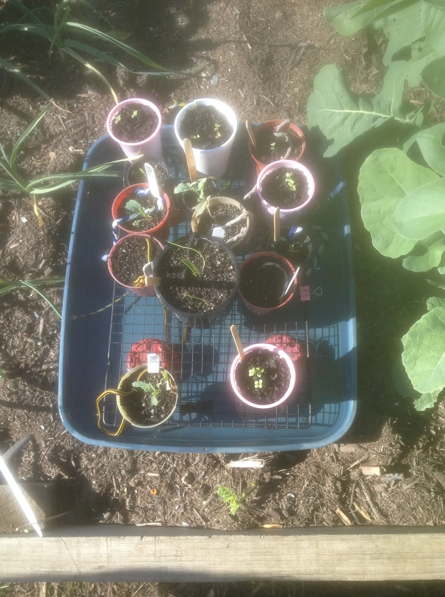 Maribyrnong Edible Garden — photo 45