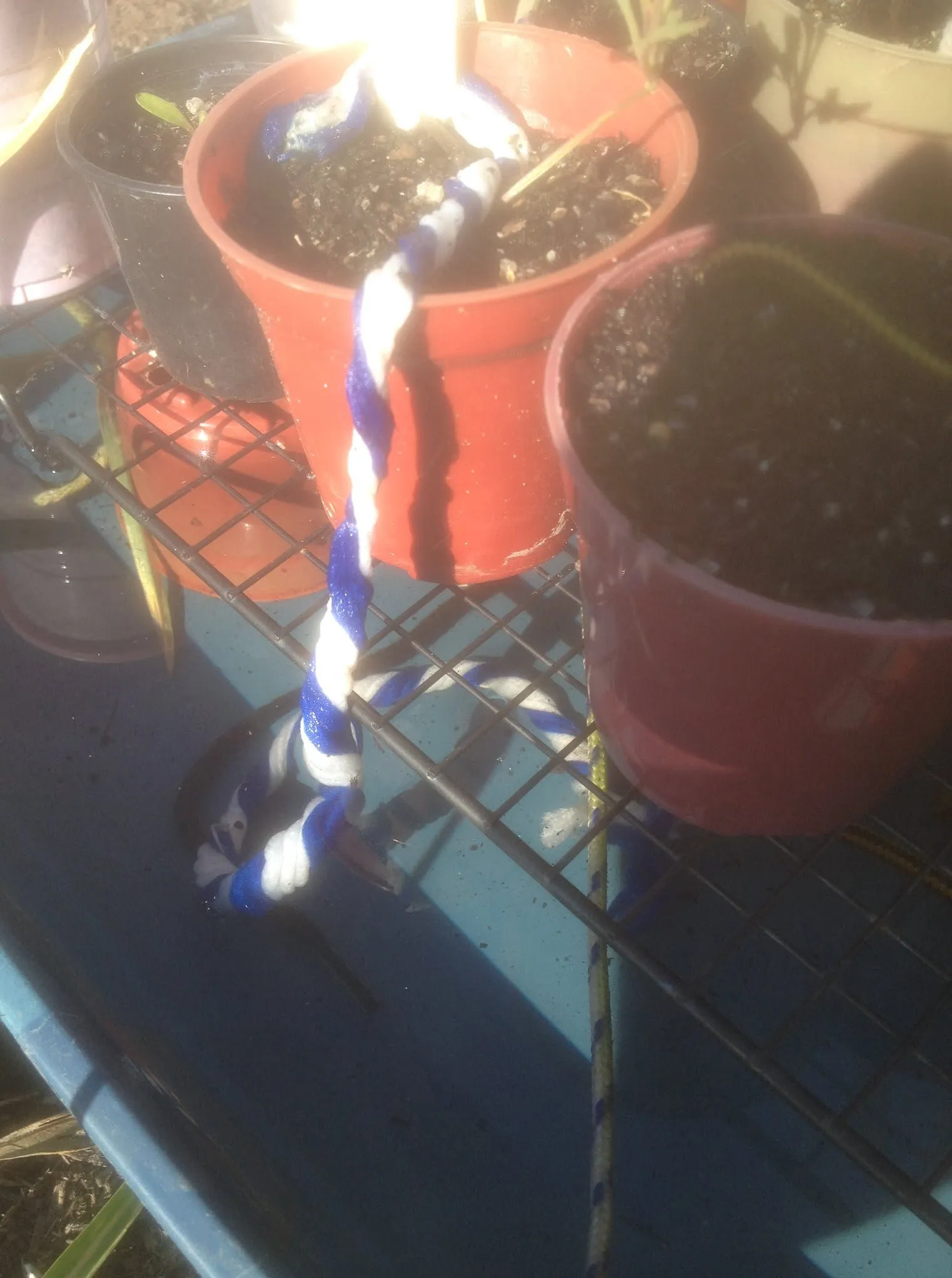 Maribyrnong Edible Garden — photo 46