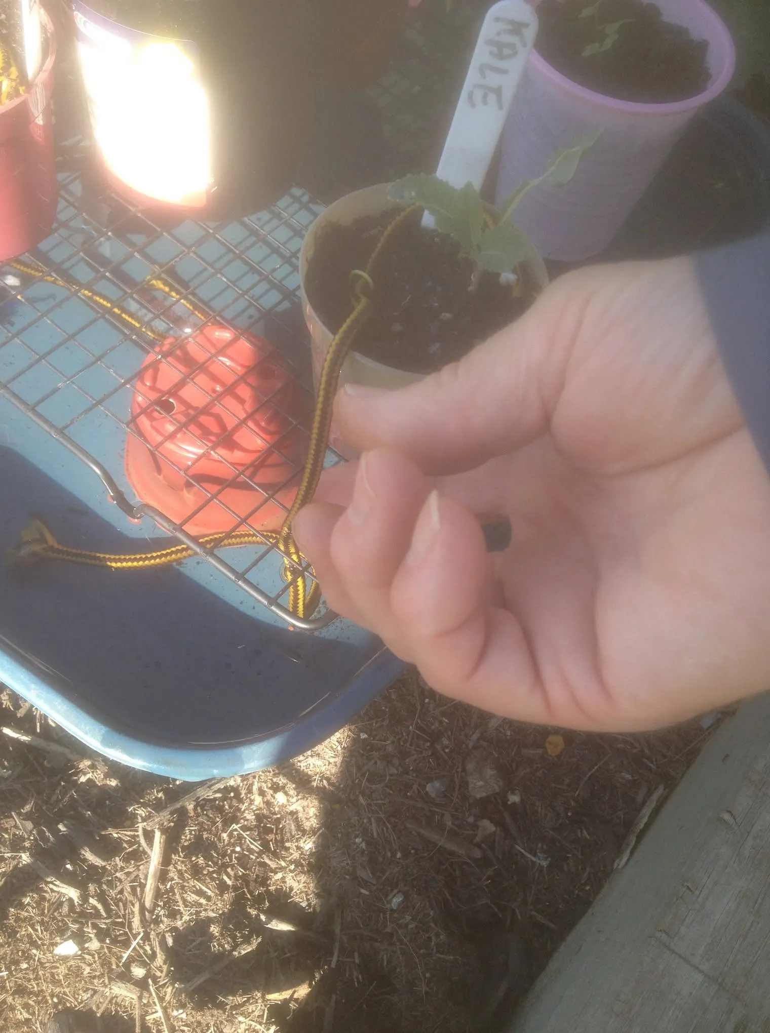 Maribyrnong Edible Garden — photo 48