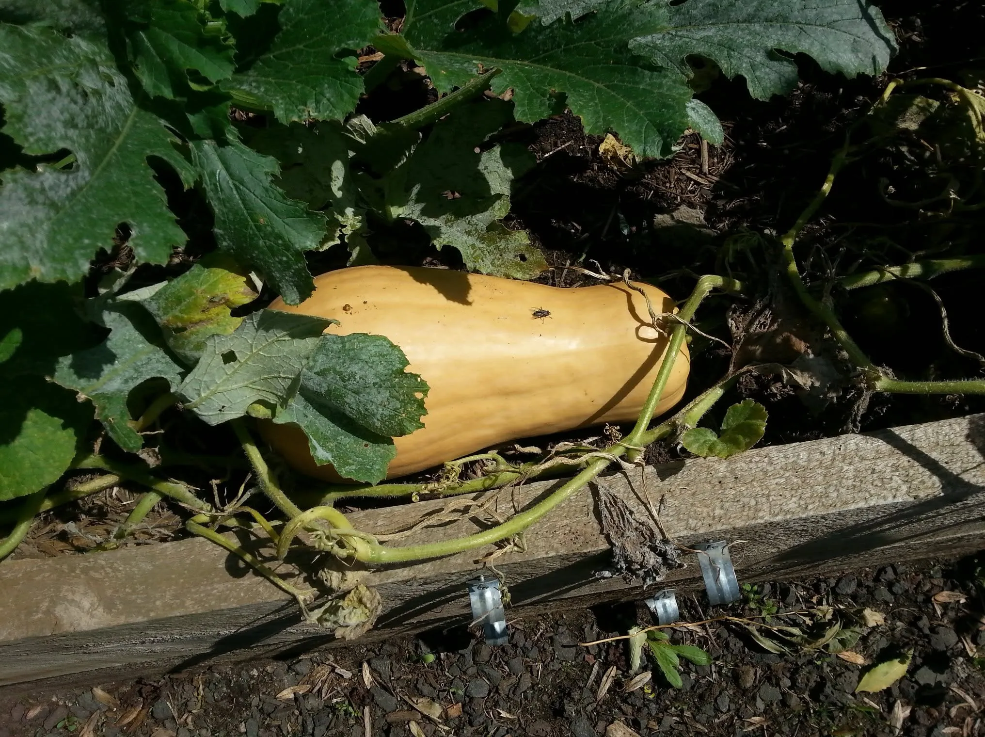 Maribyrnong Edible Garden — photo 66