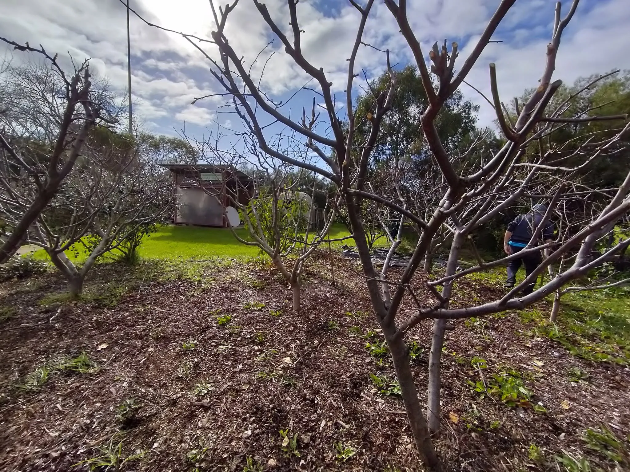 Maribyrnong Edible Garden — photo 78