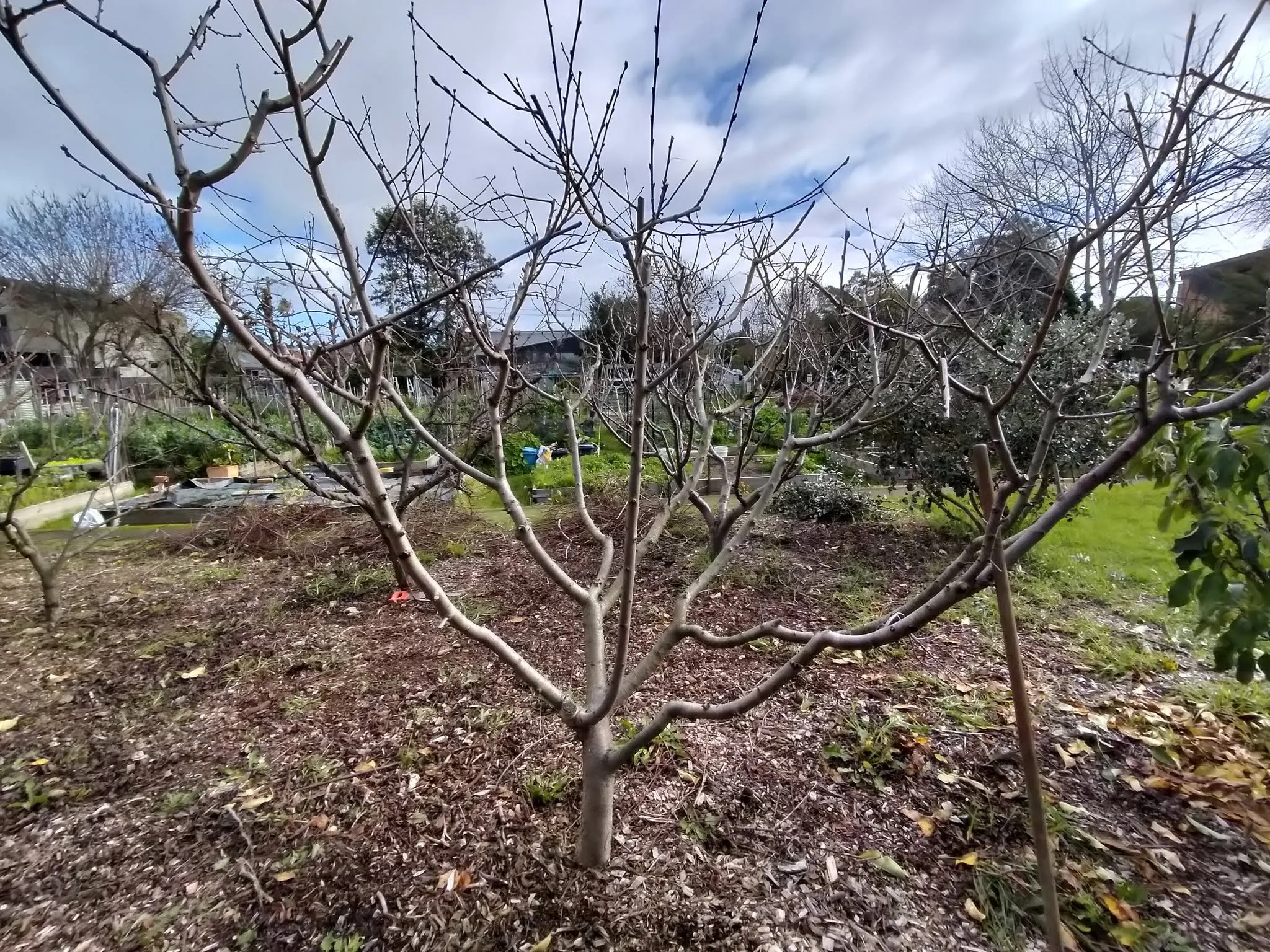Maribyrnong Edible Garden — photo 80
