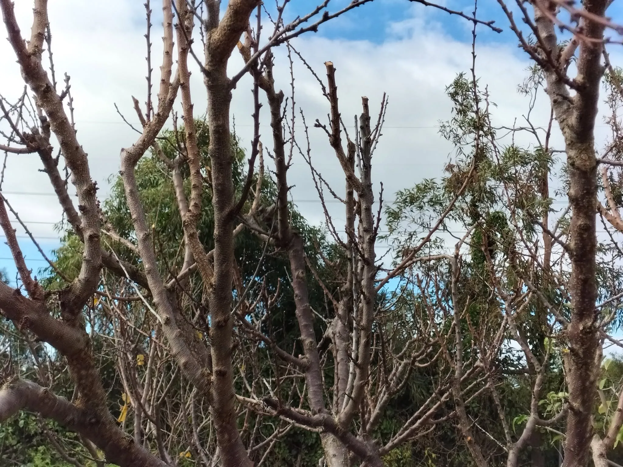 Maribyrnong Edible Garden — photo 82