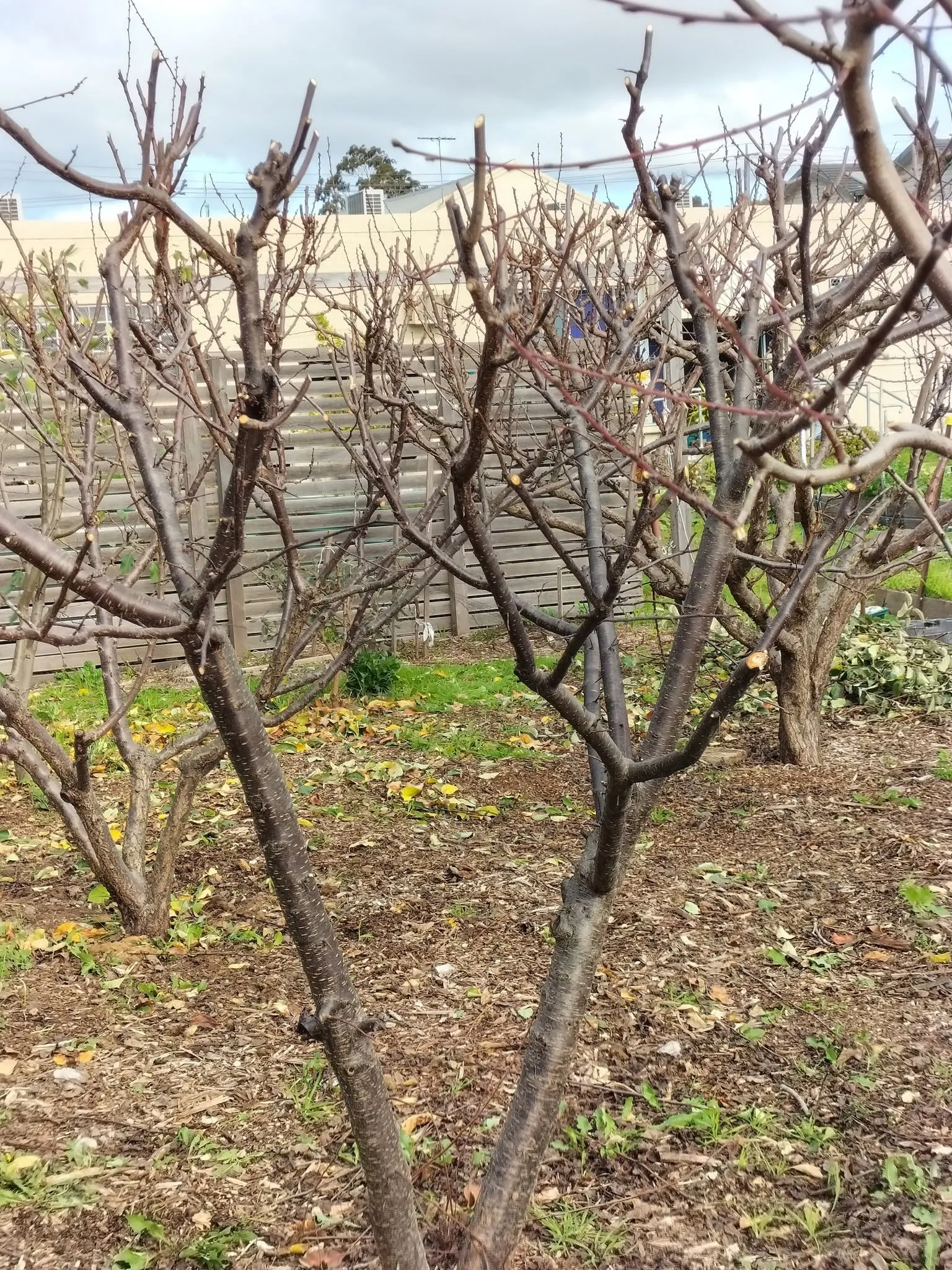 Maribyrnong Edible Garden — photo 84