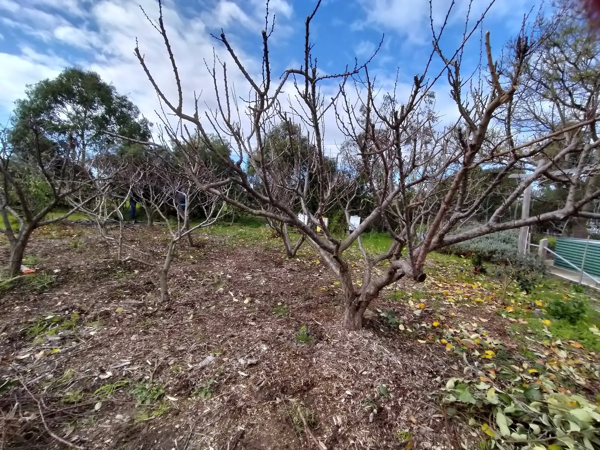 Maribyrnong Edible Garden — photo 86