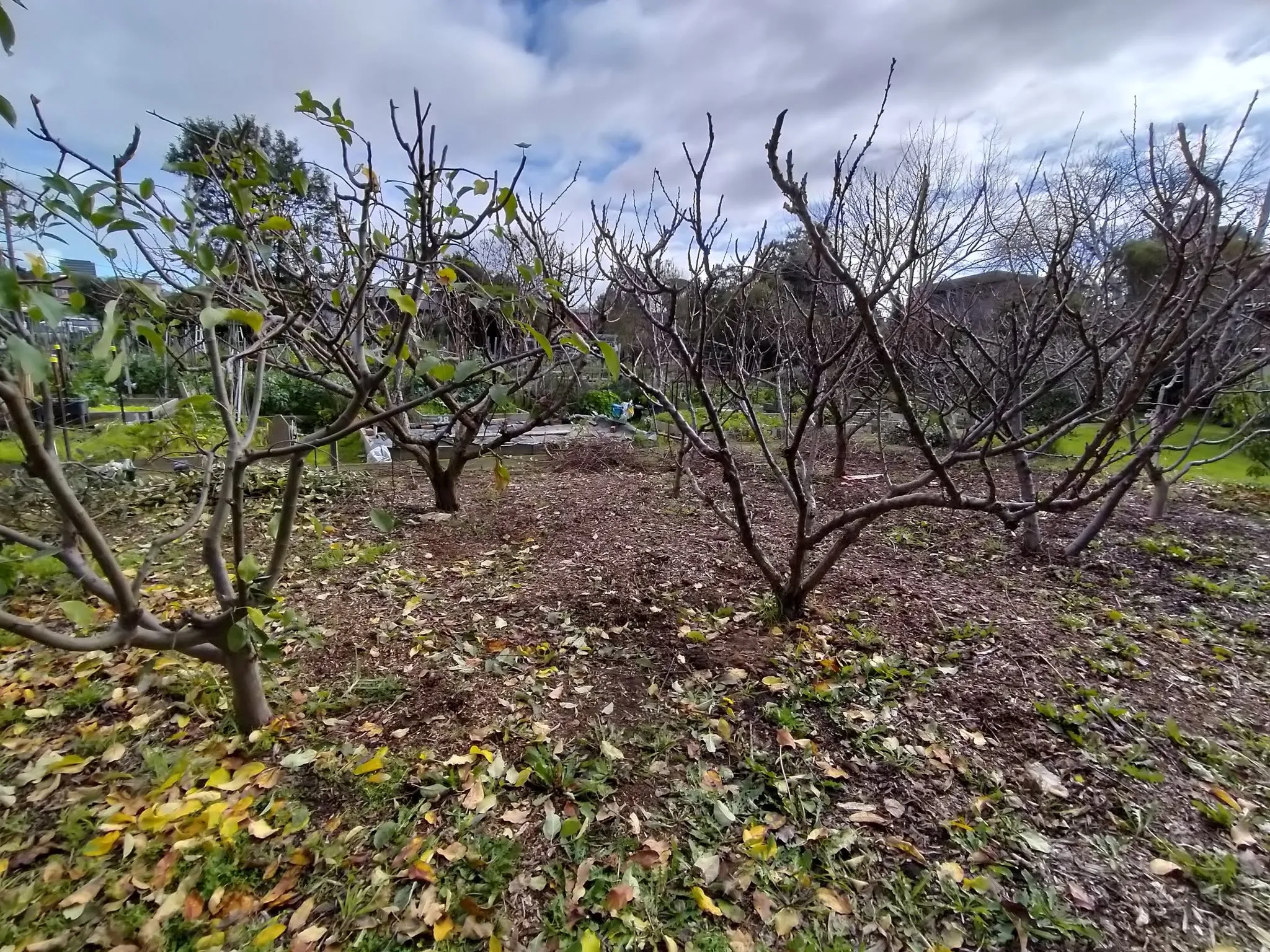 Maribyrnong Edible Garden — photo 87