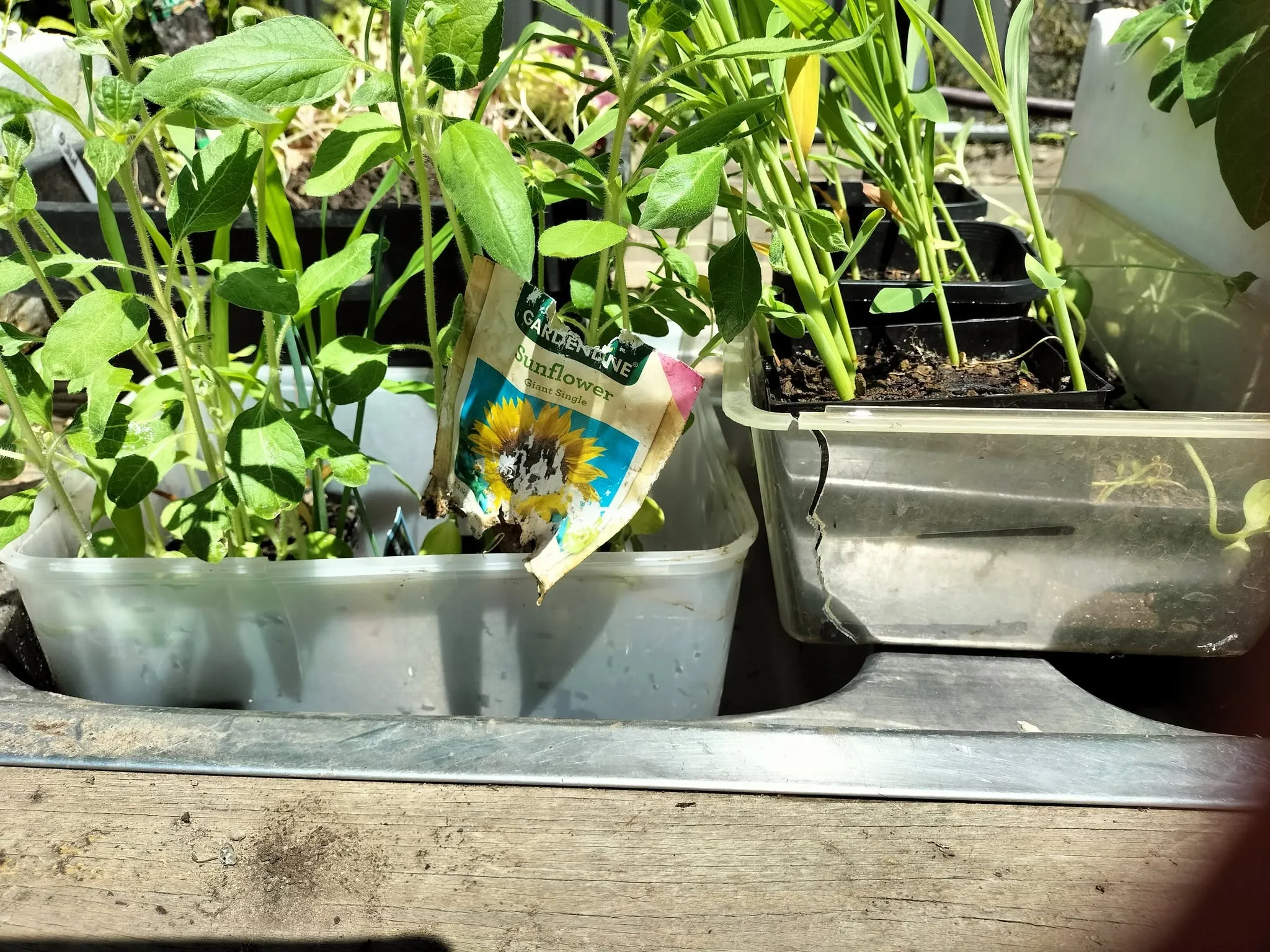 Maribyrnong Edible Garden — photo 108