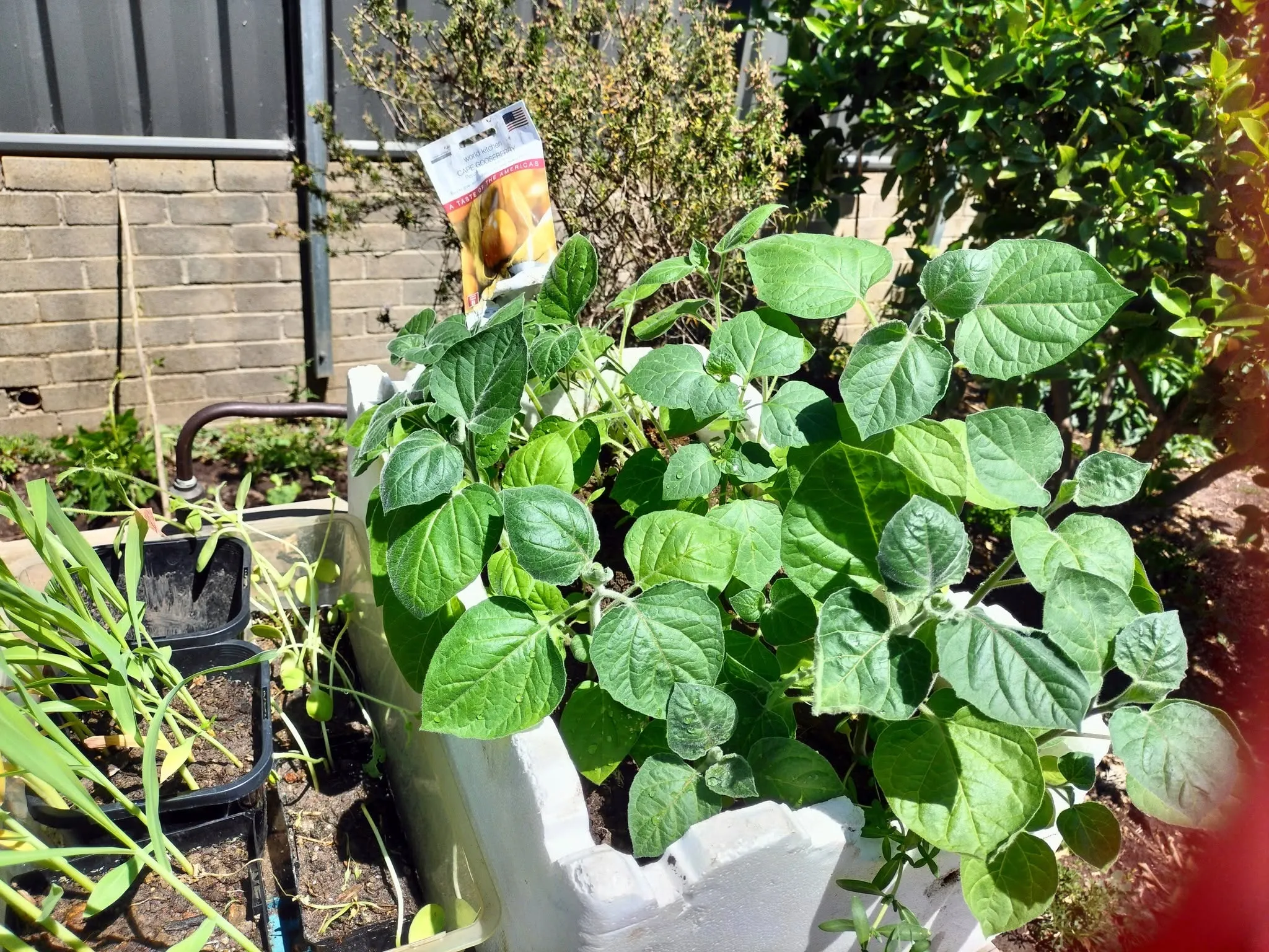 Maribyrnong Edible Garden — photo 109