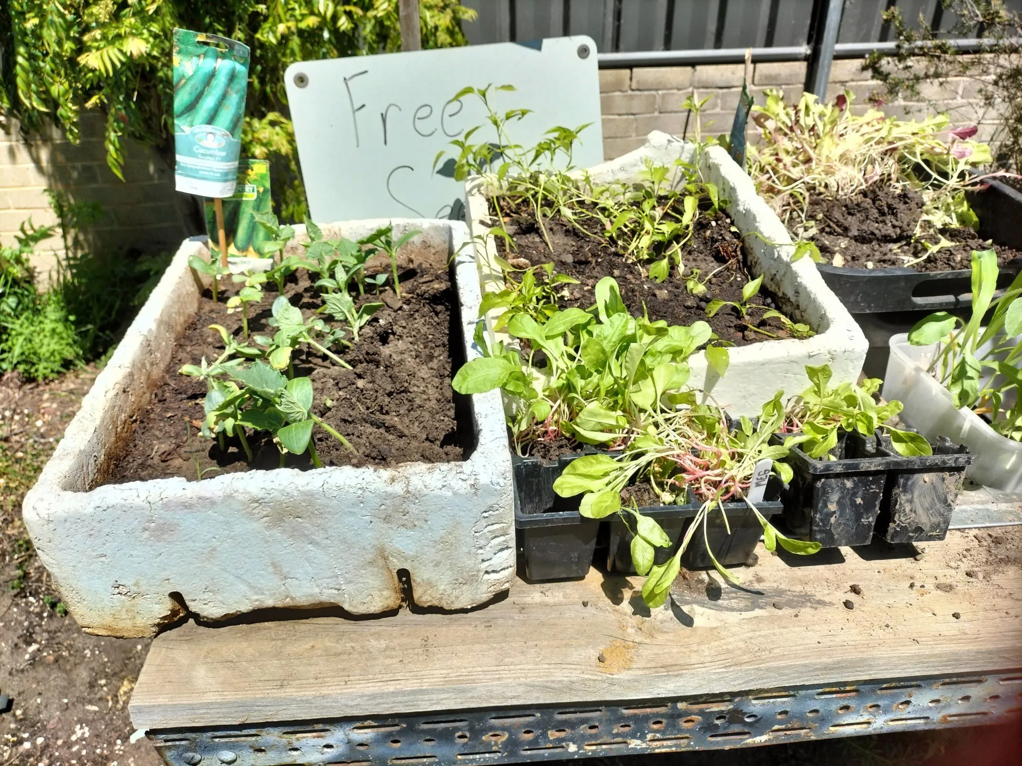 Maribyrnong Edible Garden — photo 111