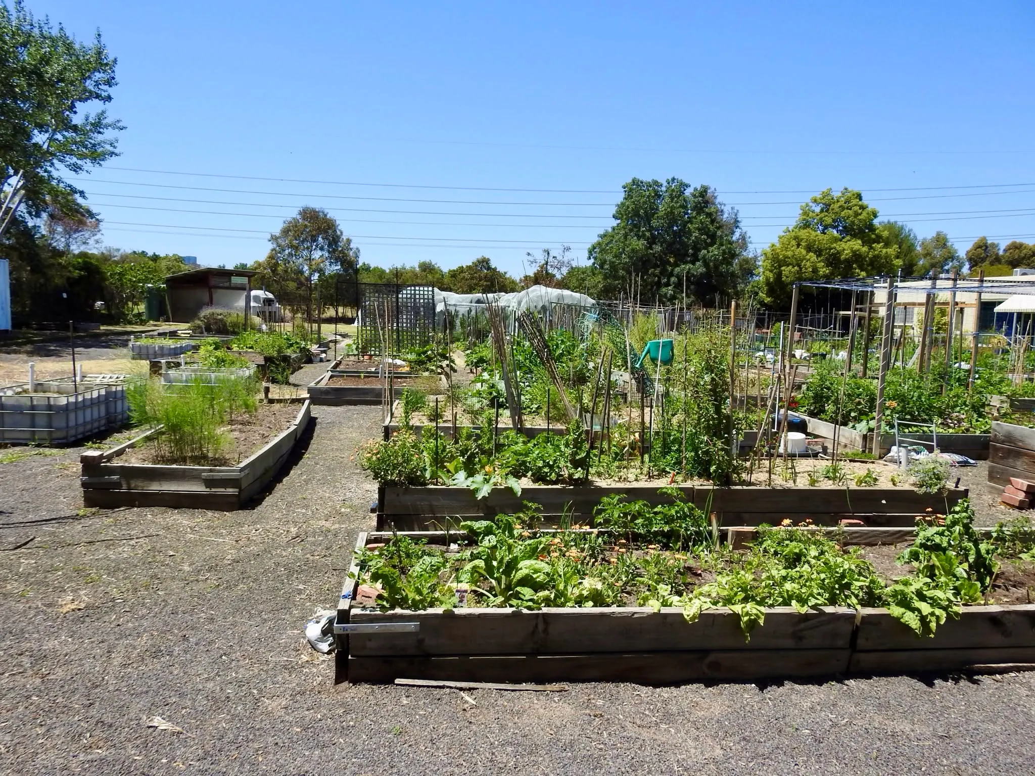 Maribyrnong Edible Garden — photo 112