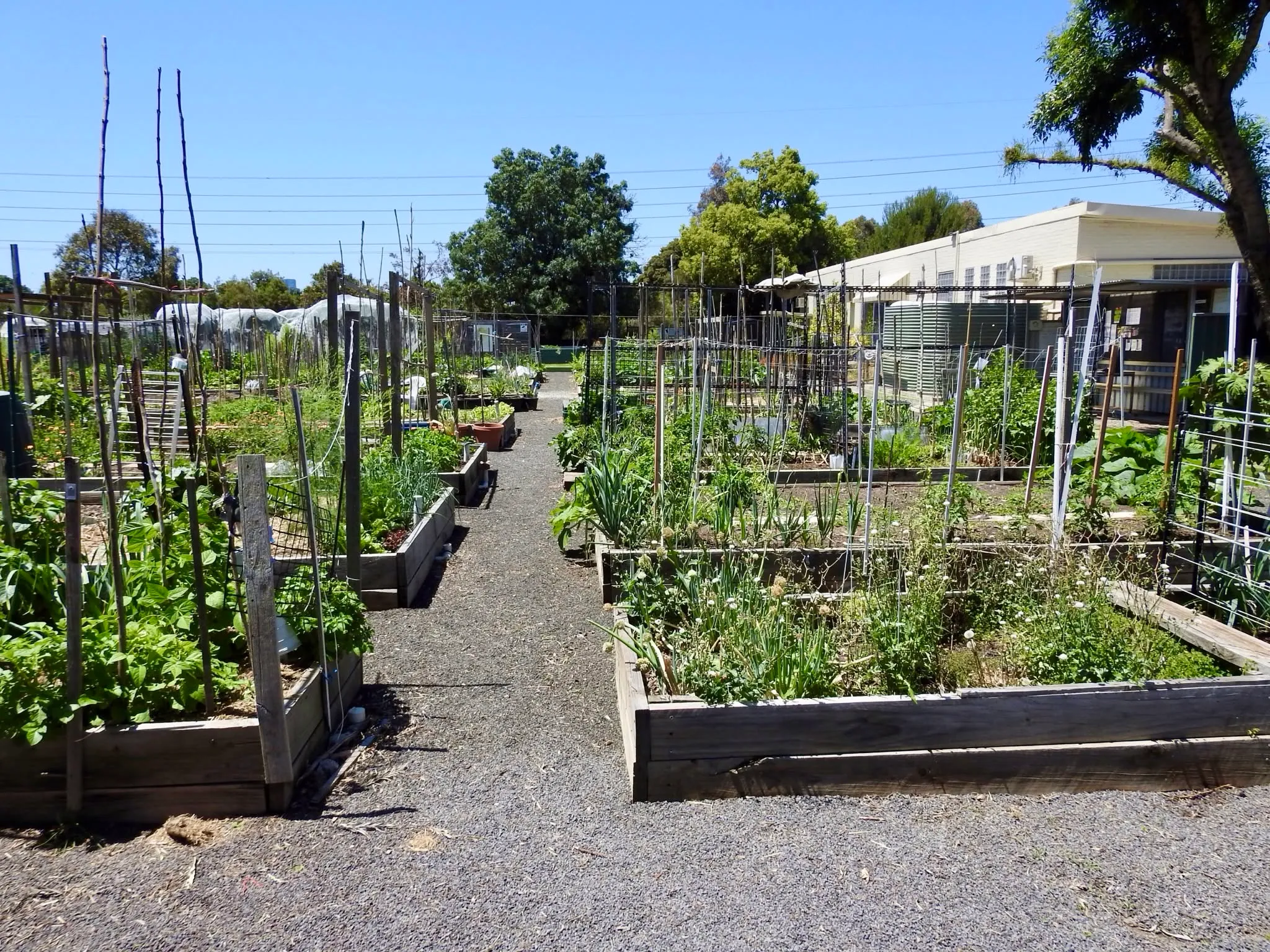 Maribyrnong Edible Garden — photo 114