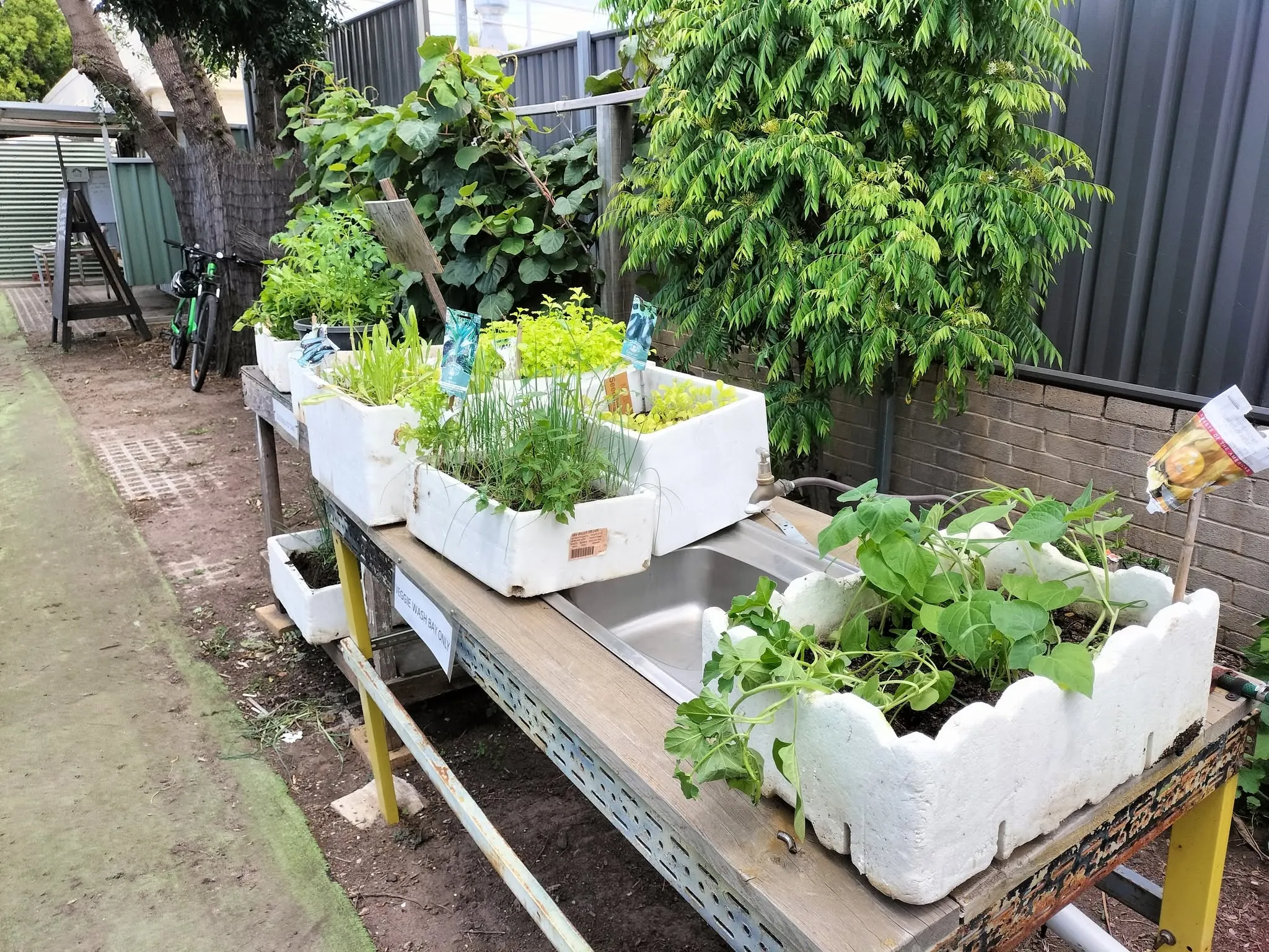 Maribyrnong Edible Garden — photo 139