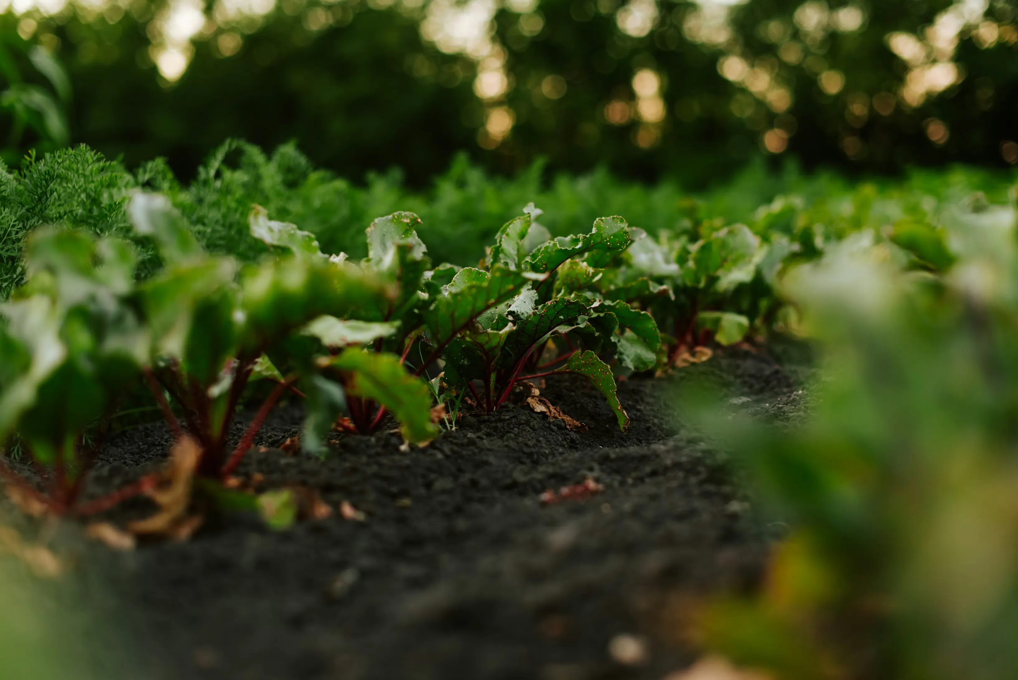 Long rows of leafy green vegetables stretching toward the horizon under soft light