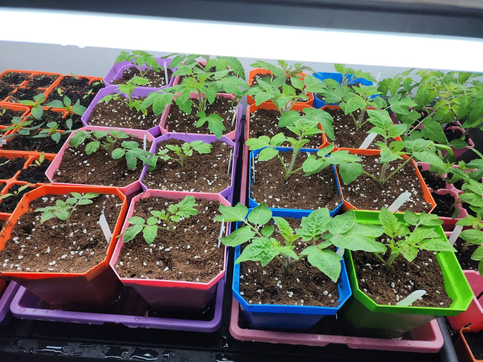 Young tomato plants potted on into individual coloured pots under a grow light